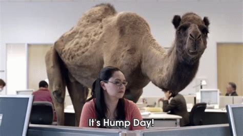 Geico Commercial It S Hump Day Geico Hump Day Discover Share Gifs