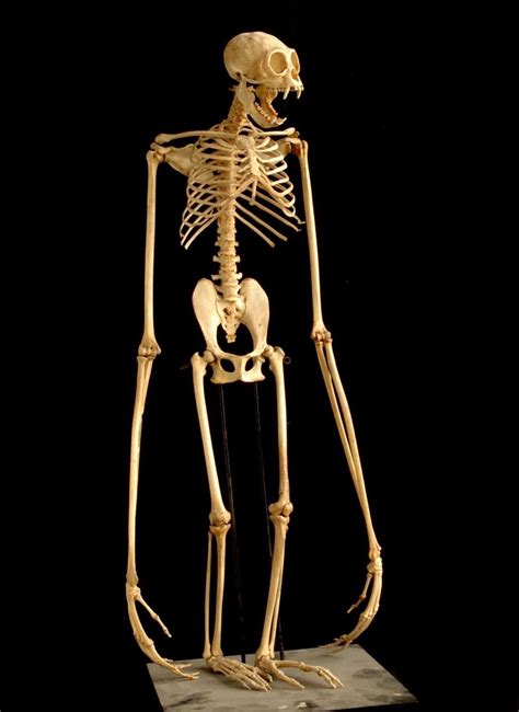 Gibbon Skeleton Crânios De Animais Ossos De Animais Esqueletos