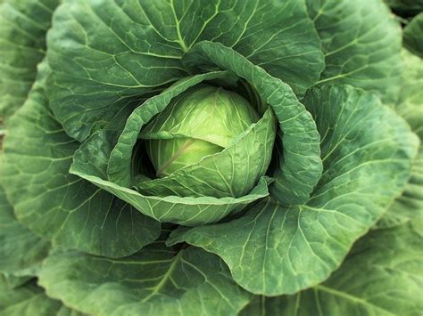 10 Incredible Health Benefits Of Cabbage 4 Will Surprise You