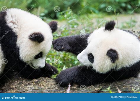 Two Panda Bears Cubs Playing Sichuan China Stock Photo Image Of