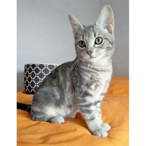 Loukamades The Friendly Grey Tabby Kitten Female Domestic Short Hair