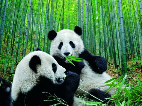Datos Que No Sabías Sobre Los Osos Pandas Vida De Los Osos Panda