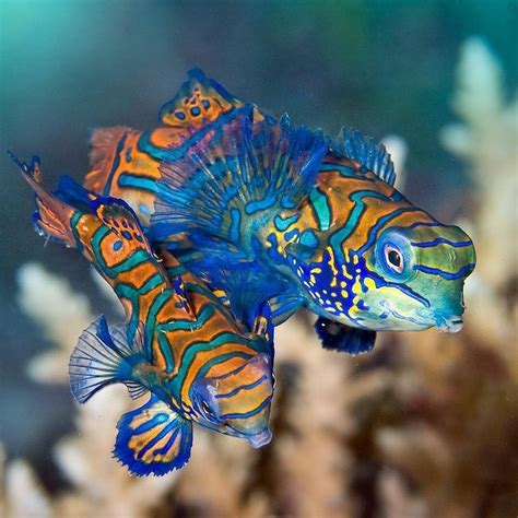 Which Is The Most Beautiful Fish In The Sea Repost By Martinstrmiska