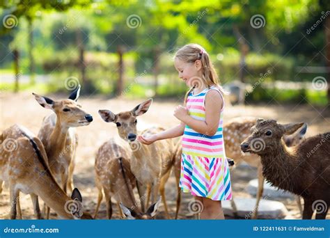 Child Feeding Wild Deer At Zoo Kids Feed Animals Stock Image Image
