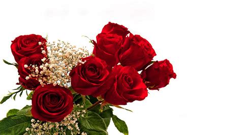 Romantic love romantic happy valentines day. Rose flower images, photos, rose pictures & wallpapers ...