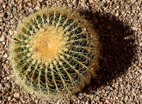 Tucson Arizona Cactus 1 Arizona Cactus Tucson Arizona Cactus
