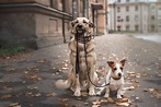 Tips for Walking Your Dog in Chicago - Windy City Paws