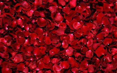 Red Rose Flower Backgrounds Wallpaper Cave