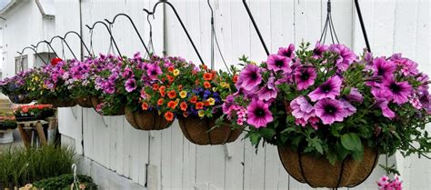 20 Best Flowers For Planting In Hanging Baskets Top Hanging Plants