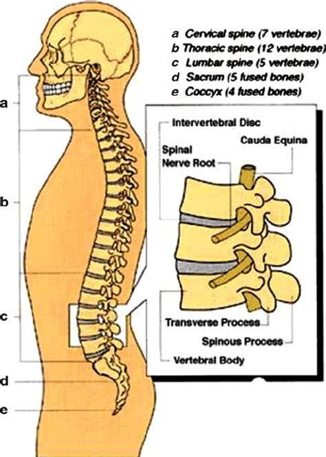 You're probably thinking a pharmacy is a pharmacy, right? Lumbar region of spinal column ( a ) Cervical spine (seven ...