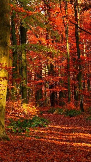 Autumnwoodleavestreesredgleams61238640x1136 Autumn Scenery