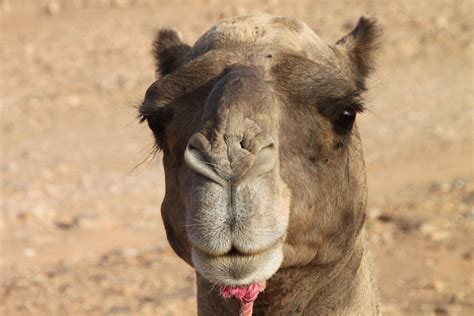 El Camello Camello
