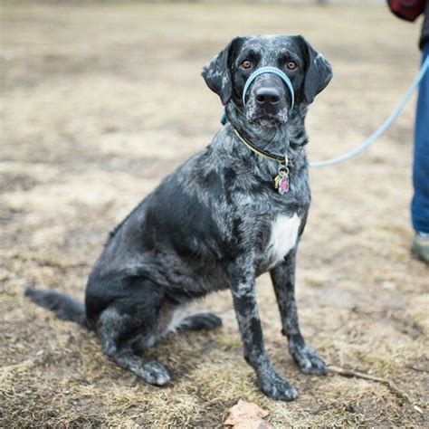 Catahoularhodesian Ridgeback I Love Dogs Rhodesian Ridgeback Catahoula