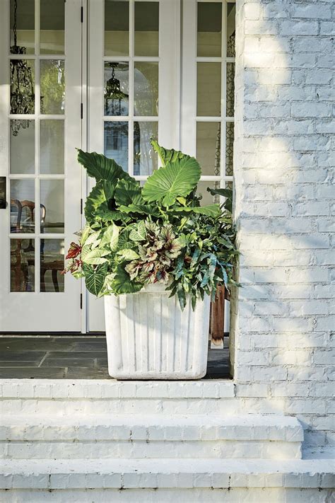30 Containers For Covered Porches That Thrive In The Shade Porch