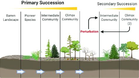 What Is The End Result Of Ecological Succession Rylee Has Huerta