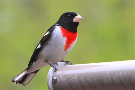 15 Small Bird With Red Chest With Photo — Birdieexpert