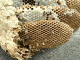 Picture Of Wasp Nest
