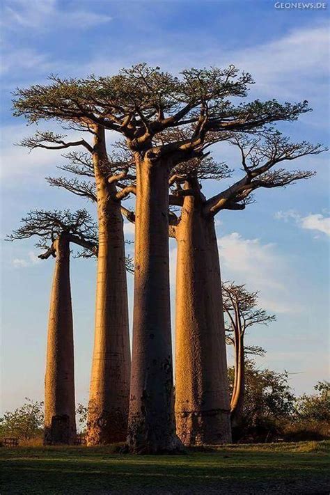 Beautiful Africa In Weird Trees Nature Tree Unique Trees