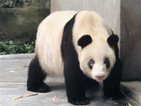 Worlds Oldest Captive Giant Panda Celebrates 38th Birthday