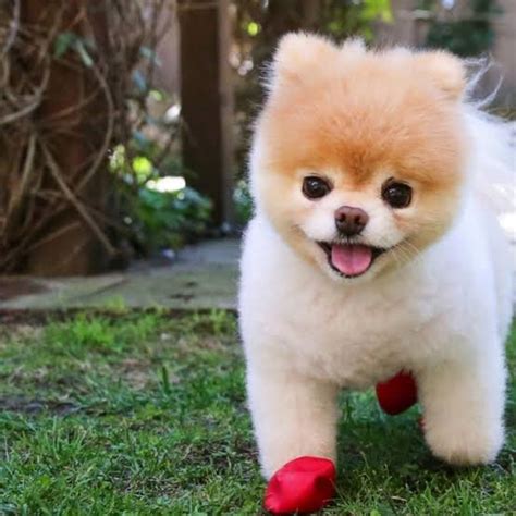 Teacup dogs are extremely popular pets because these micro dogs look like puppies forever. Boo (Pomeranian) Dog Price in India - Dogbreedo