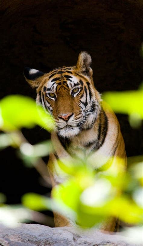 Wild Bengal Tiger In The Cave India Bandhavgarh National Park Madhya