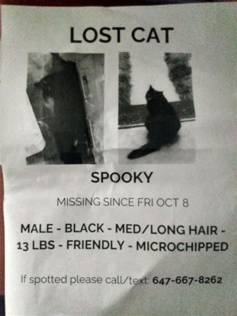 Lost Black Cat In Little Italy Area Got This Notice In Mailbox But