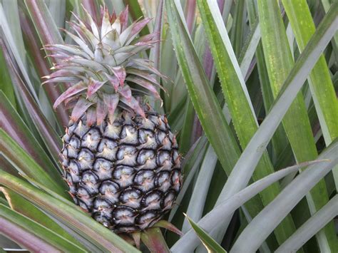 Create the design you're looking for with your succulents. The Best Potting Soil for Pineapples | eHow