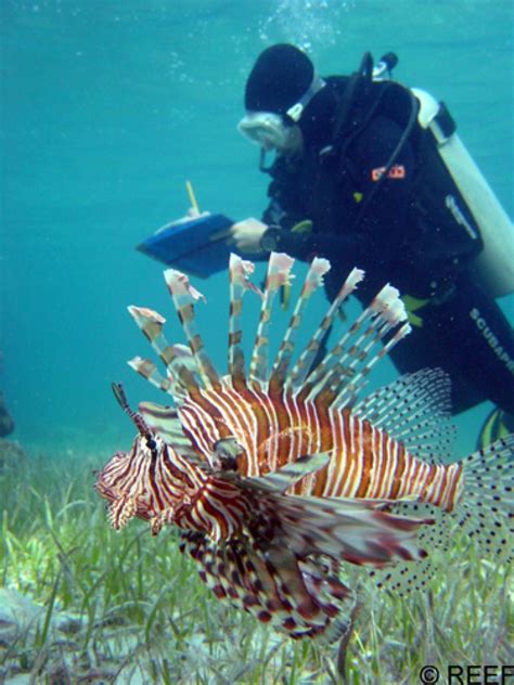 The Truth About Invasive Lionfish Scuba Diving