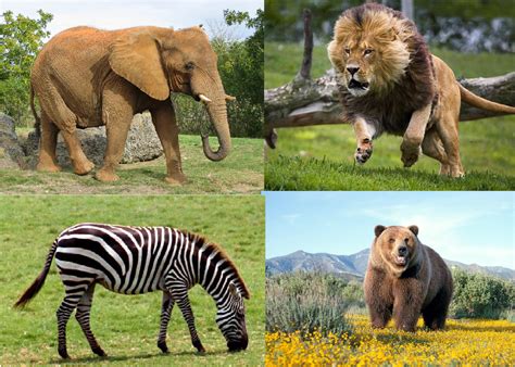 Animales Terrestres Definicion Caracteristicas Y Tipos En 2020 Images