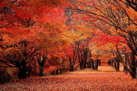 Red Maple Leaves Lake Momiji 長野伊那谷観光局
