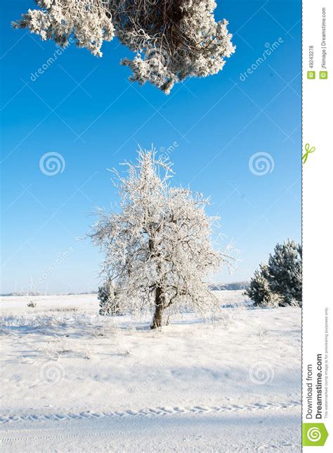 Beautiful Winter Landscape With Snow Covered Trees Sunny Winter Day