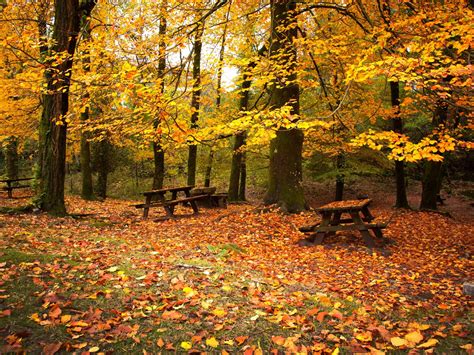 Leaf Fall Autumn Benches 2016 Scenery Hd Wallpaper Preview