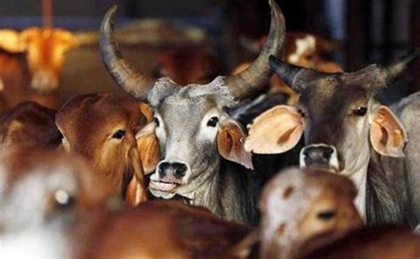 Yogi Govt Opts For Bovine Sex Selection To Contain Bull Population