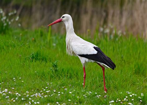 Apartament bocian (tatil evi), kruklanki (polonya) fırsatları. Bociany: kto je lubi, a kto nie? - Aktualności ogrodnicze ...