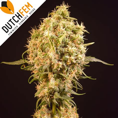 Buy Orange Jones Limited Edition Feminized Cannabis Seeds