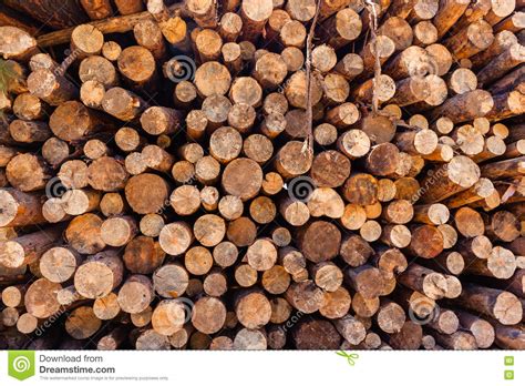 Trees Wood Logs Stack Stock Image Image Of Wood Forestry 82355941