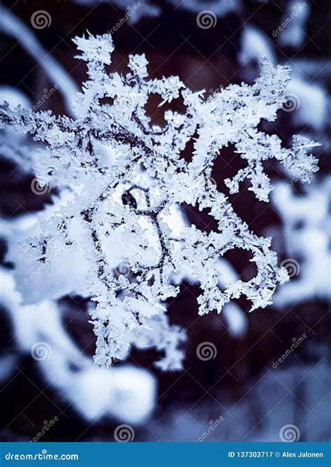 Ice Crystals On A Branch Stock Image Image Of Branch 137303717