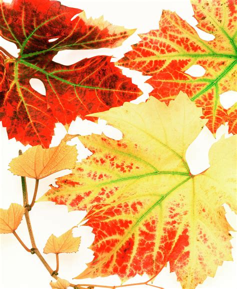 Autumnal Vine Leaves Photograph By Sheila Terryscience Photo Library