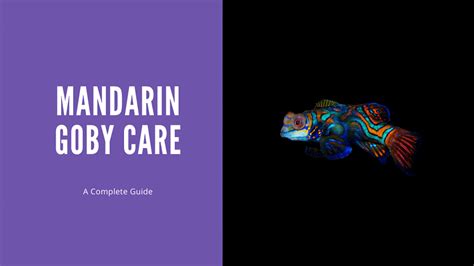 Mandarin Goby Care A Complete Guide Aquariumstoredepot