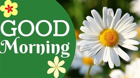 So you can choose the best pictures to send with good morning quotes. Good Morning With Beautiful Flowers - YouTube