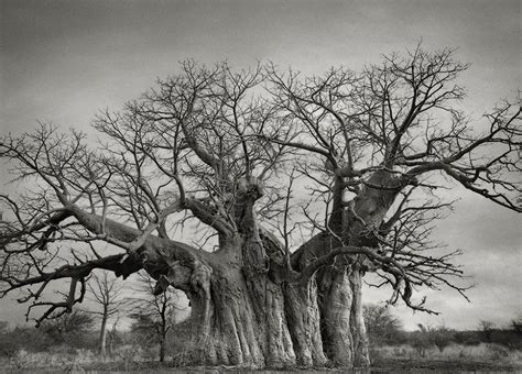 Pasa 14 Años De Su Vida Buscando Los árboles Más Antiguos Por Todo El
