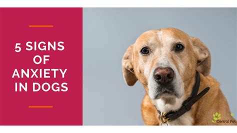 Does Your Dog Have Anxiety 5 Signs You Might Not Expect