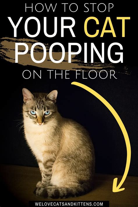 How To Stop Your Cat Pooping On The Floor Outside Litter Box Cat