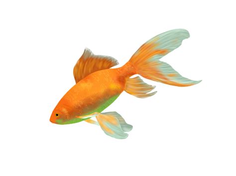 Goldfish Png Transparent Image Download Size 960x720px