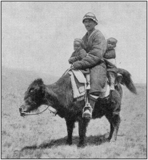 Amazing Old Photos With Unusual Draught Animals Moolf