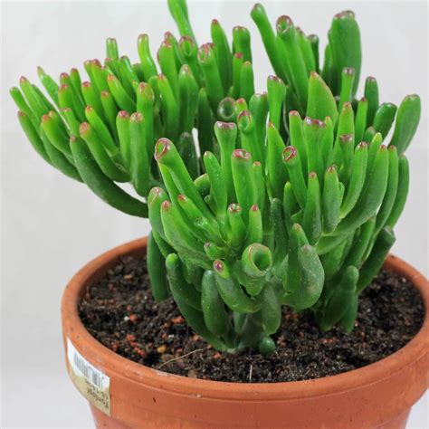 10 Best Indoor Low Light Succulents Echeveria Crassula Succulent