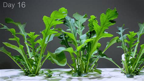 Growing Arugula From Seed 🌱 Time Lapse 20 Days In 1 Minute Youtube