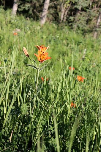 Field Flower Saskatchewan Prairie Lily Stock Photo Download Image Now