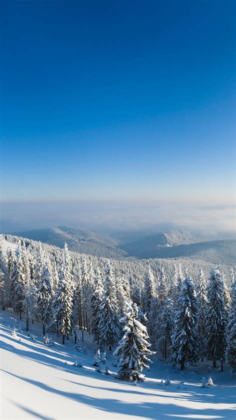 Обои зимний лес 5k 4k гора солнце снег елки Winter Forest 5k