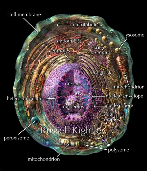 Animal Cell Diagram With Labels By Russell Kightley Media